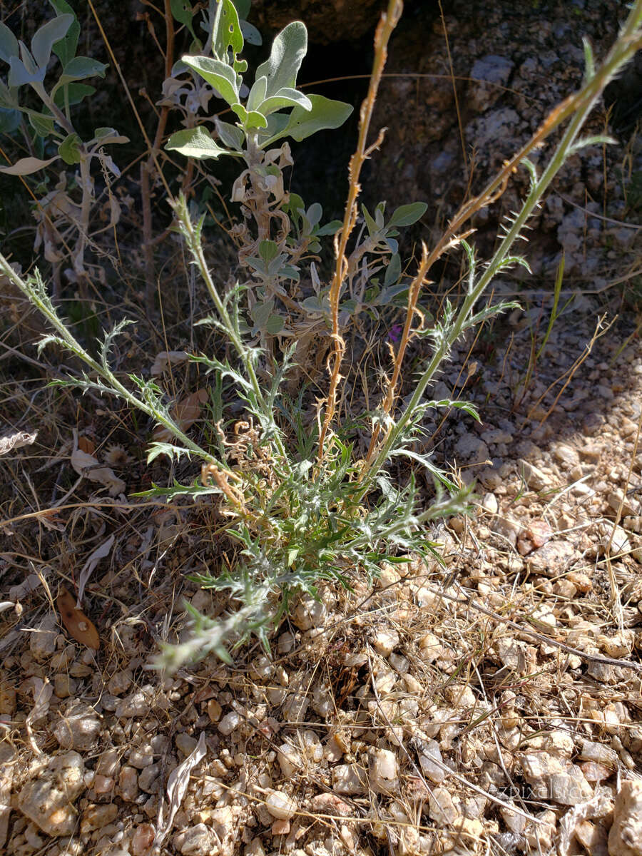 Imagem de Xanthisma spinulosum var. gooddingii (A. Nels.) D. R. Morgan & R. L. Hartman