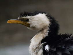 Image of Little Pied Cormorant