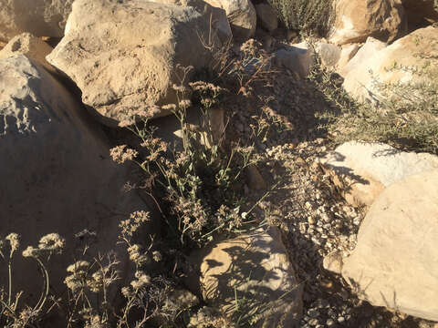 Image of James' buckwheat