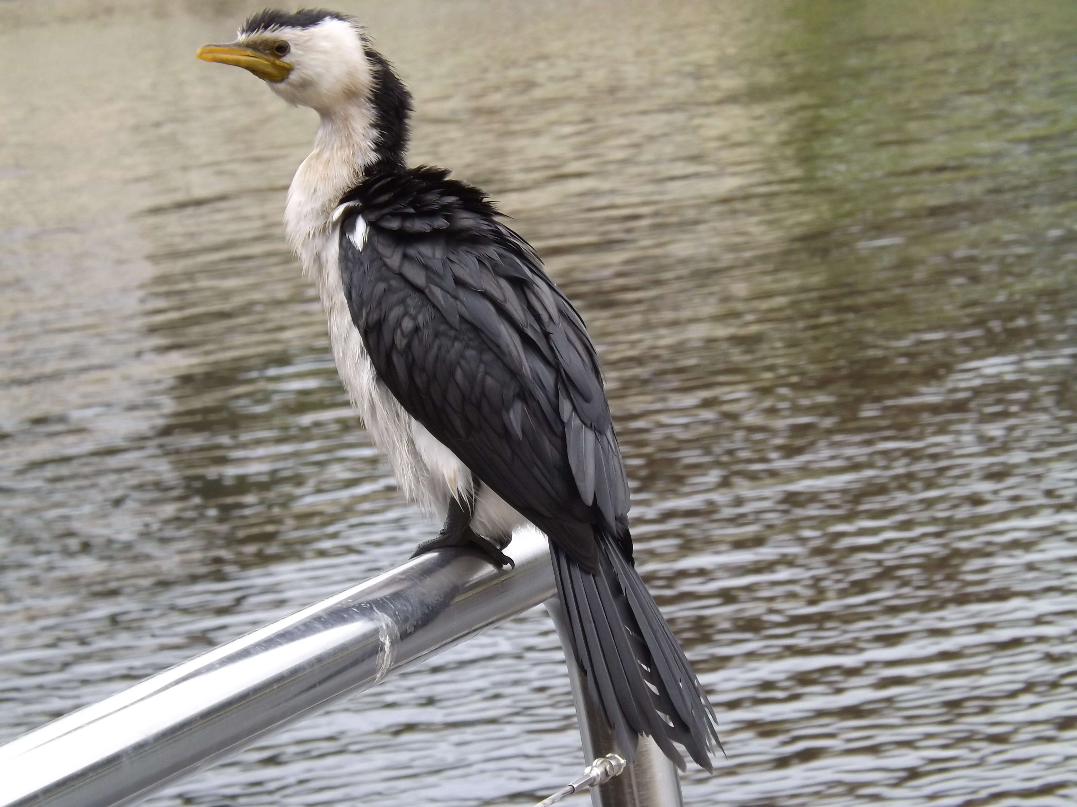 Image of Little Pied Cormorant