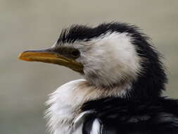 Image of Little Pied Cormorant