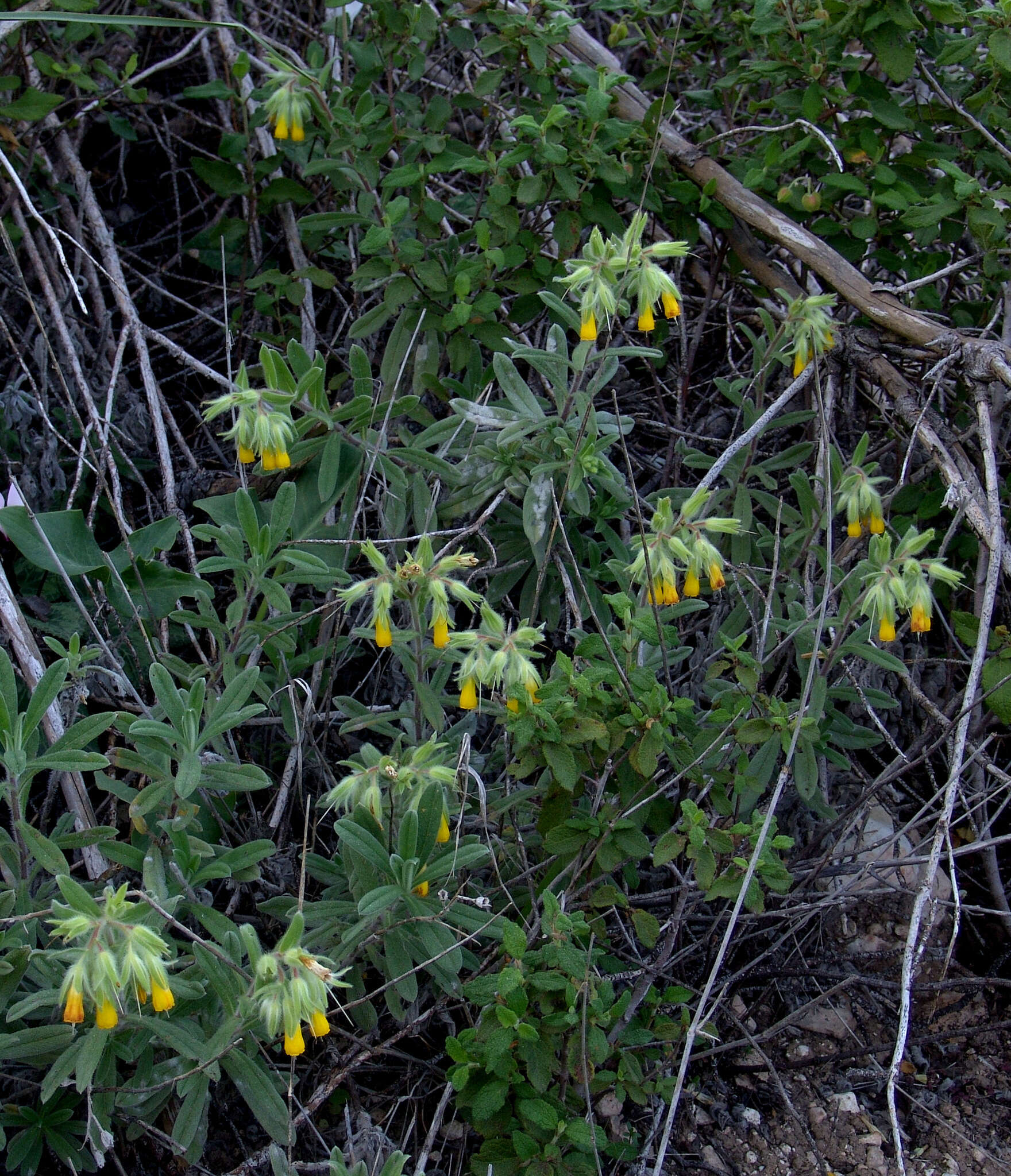 Imagem de Onosma frutescens Lam.