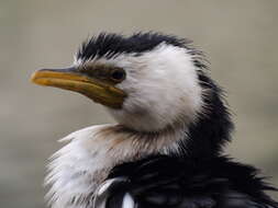 Image of Little Pied Cormorant