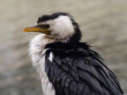 Image of Little Pied Cormorant