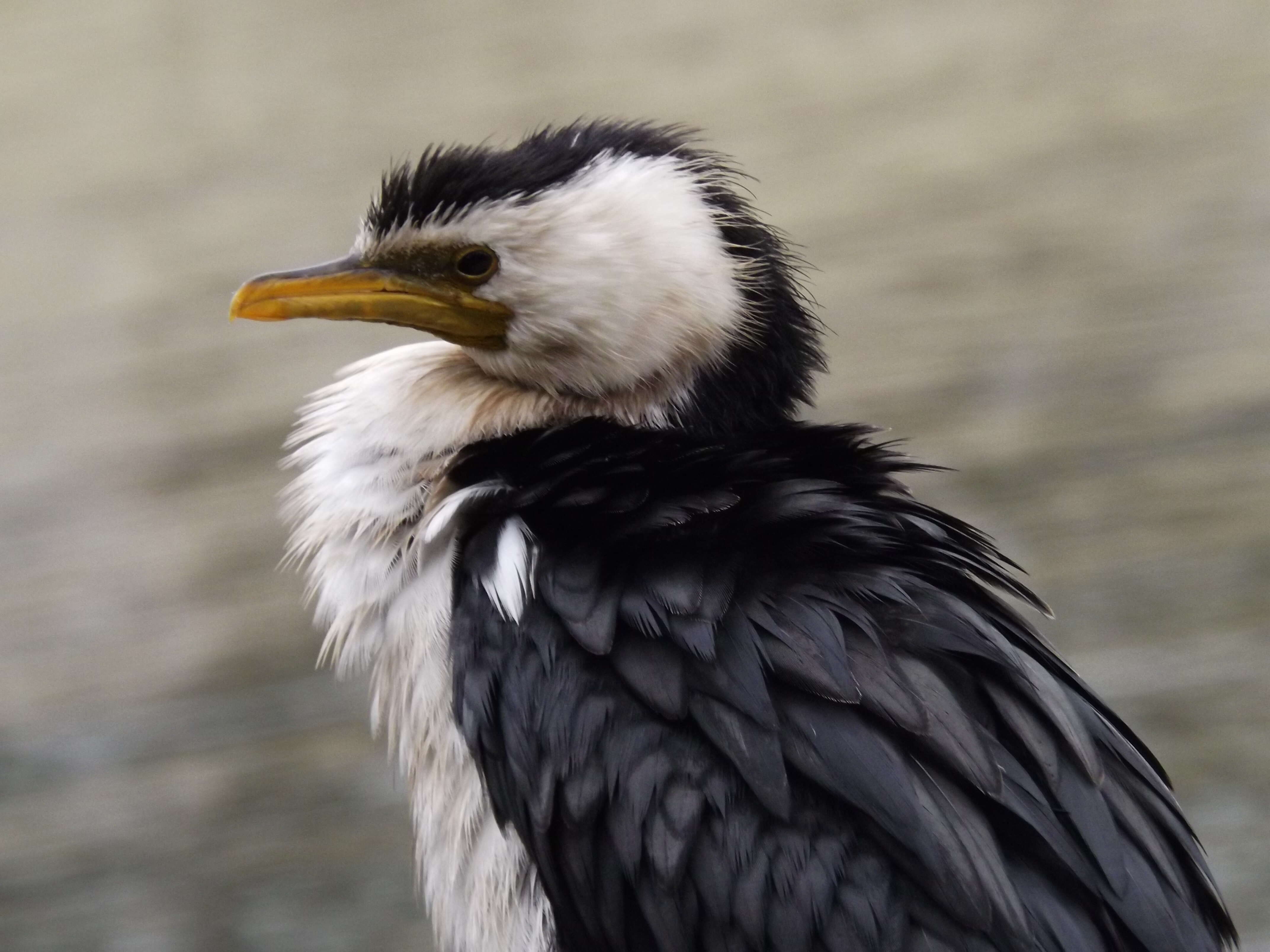 Image of Little Pied Cormorant