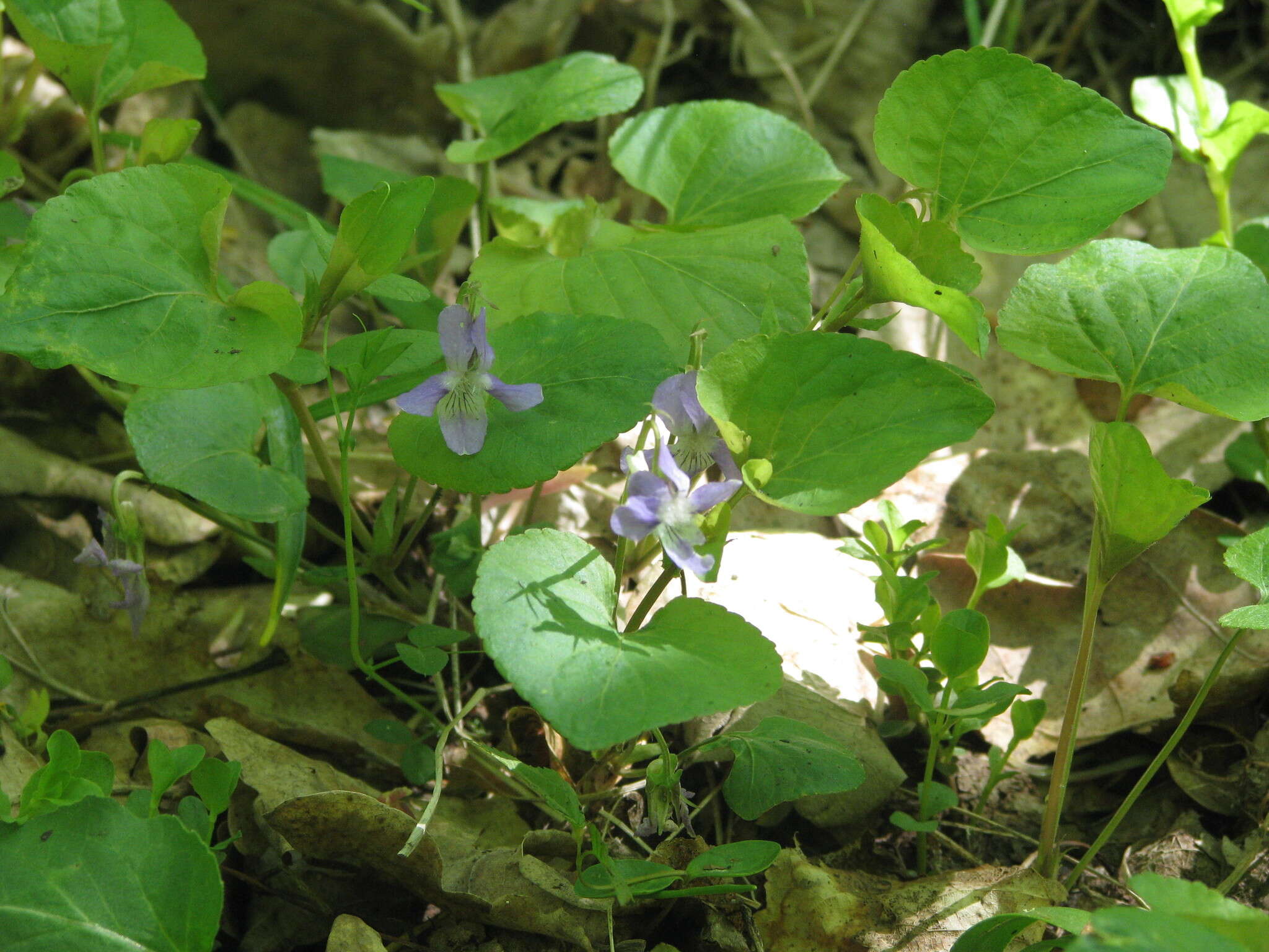 Image of Viola tanaitica Grosset