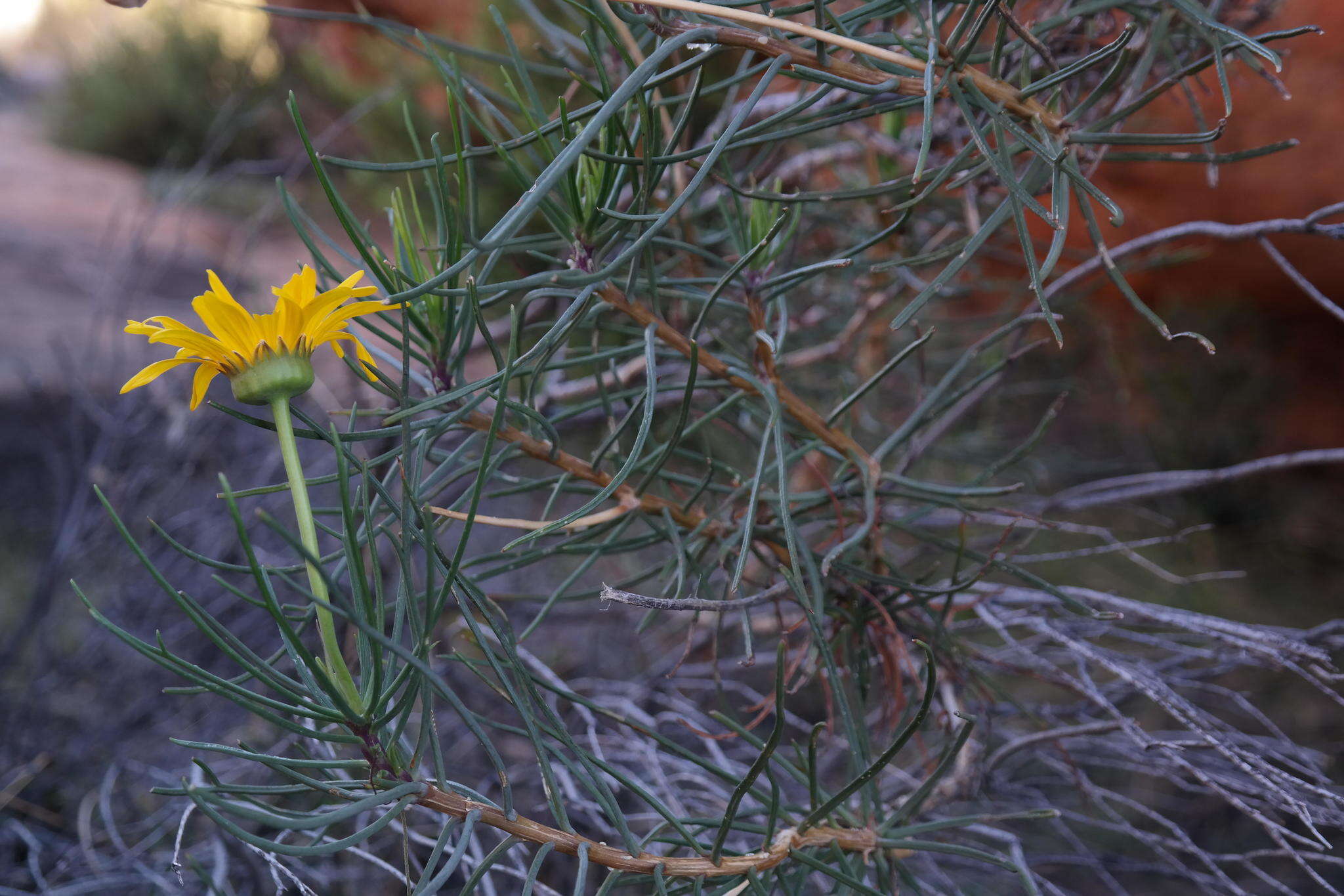 Image of Euryops brevilobus Compton