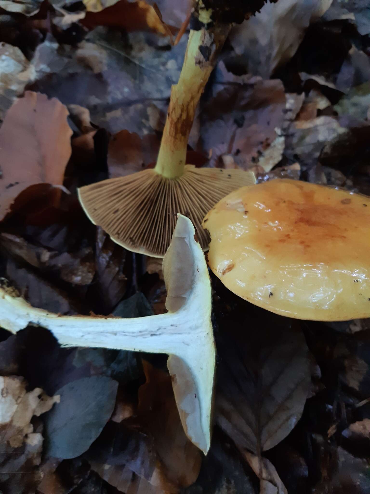 Image of Cortinarius elegantissimus Rob. Henry 1989