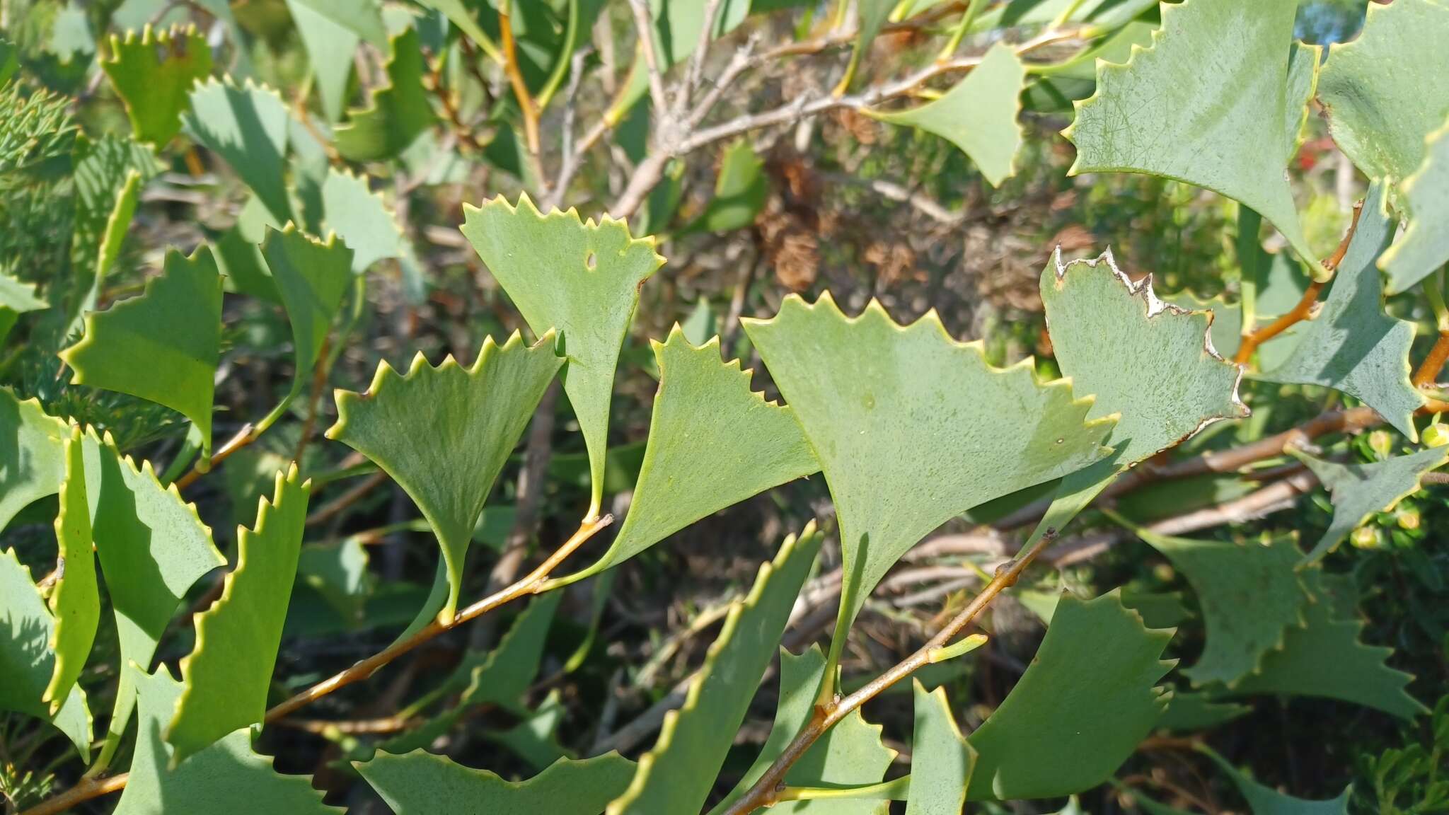 Image de Hakea flabellifolia Meissn.