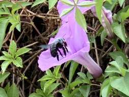 Image de Xylocopa abbotti (Cockerell 1909)