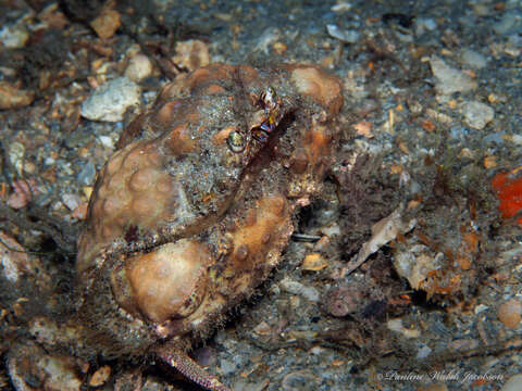 Image of yellow box crab