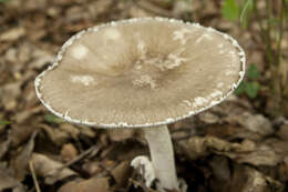 صورة Amanita pseudoporphyria Hongo 1957