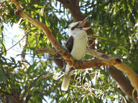 Image of Kookaburra