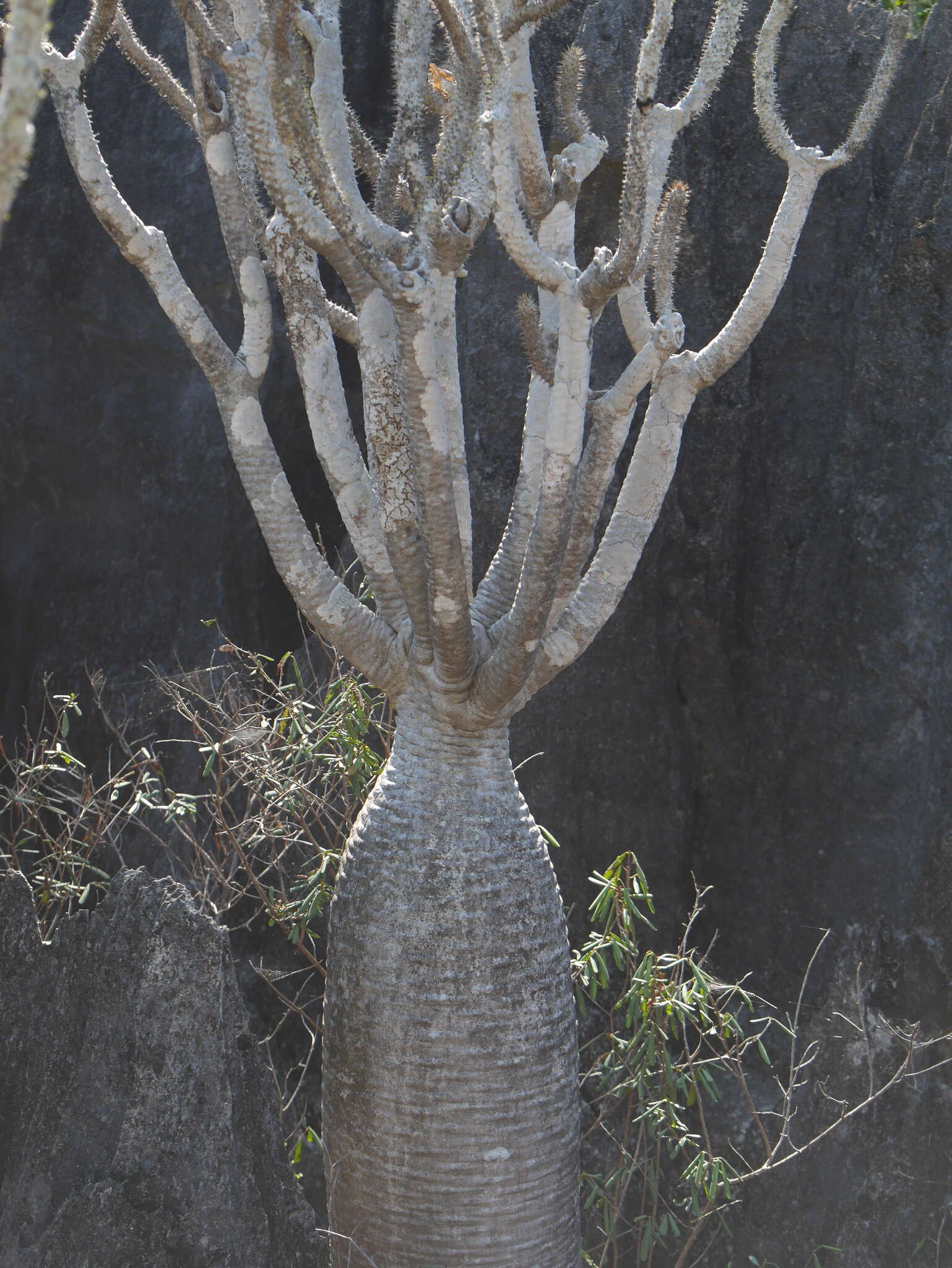 Image de Pachypodium lamerei var. ramosum (Costantin & Bois) Pichon