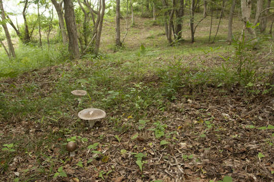 صورة Amanita pseudoporphyria Hongo 1957