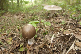 صورة Amanita pseudoporphyria Hongo 1957