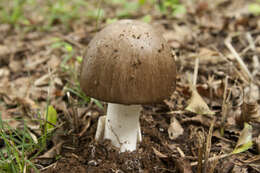 صورة Amanita pseudoporphyria Hongo 1957