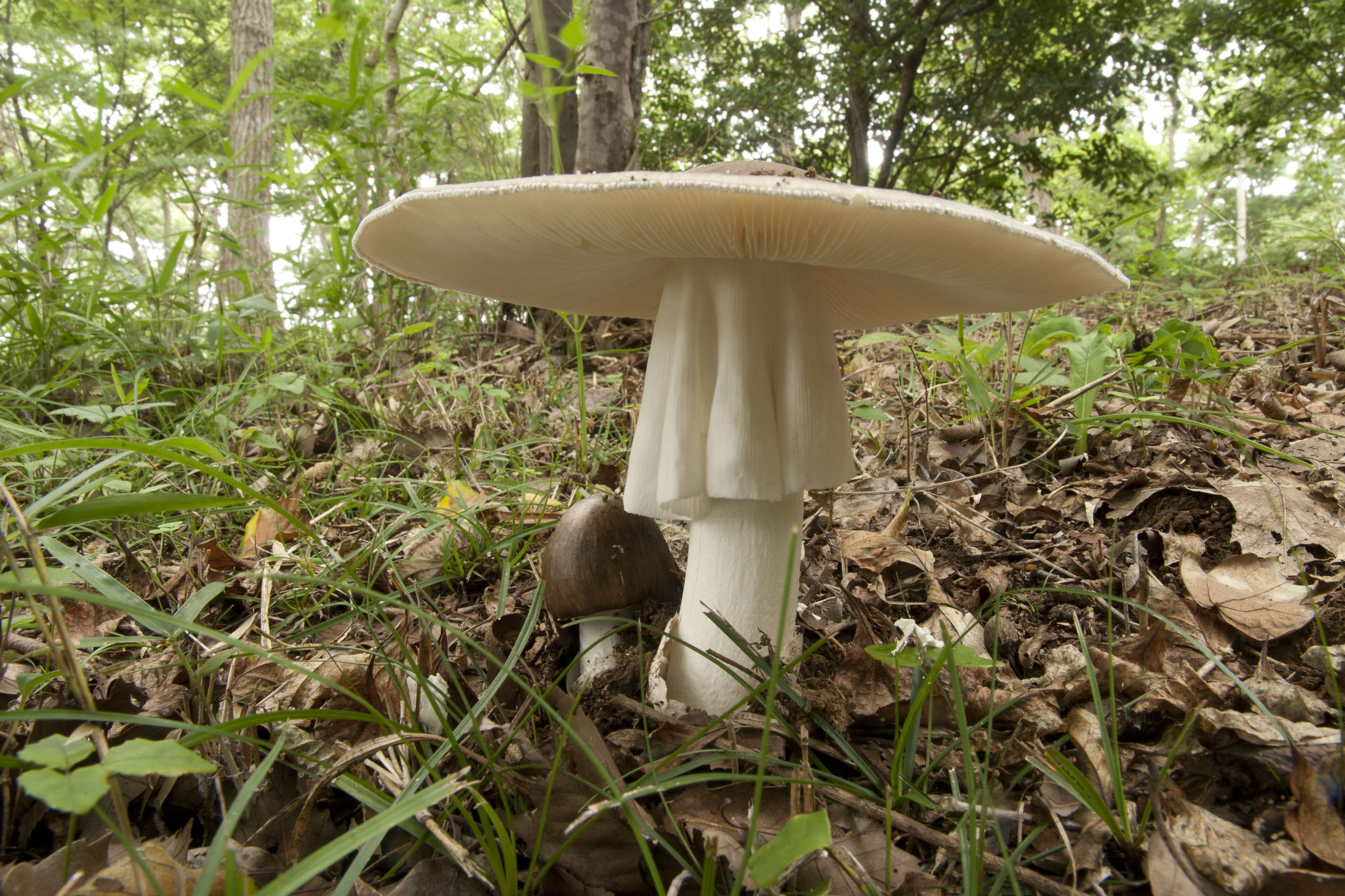 صورة Amanita pseudoporphyria Hongo 1957