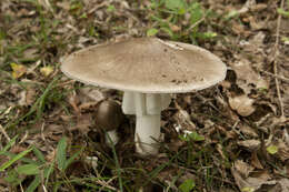 صورة Amanita pseudoporphyria Hongo 1957