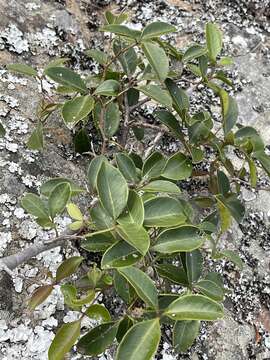 Image of Searsia acocksii (Moffett) Moffett