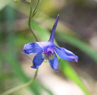 Image of glade larkspur