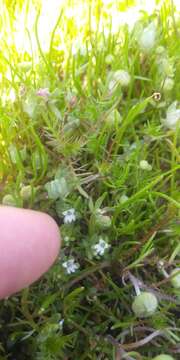 Image of Dwarf Calico-Flower