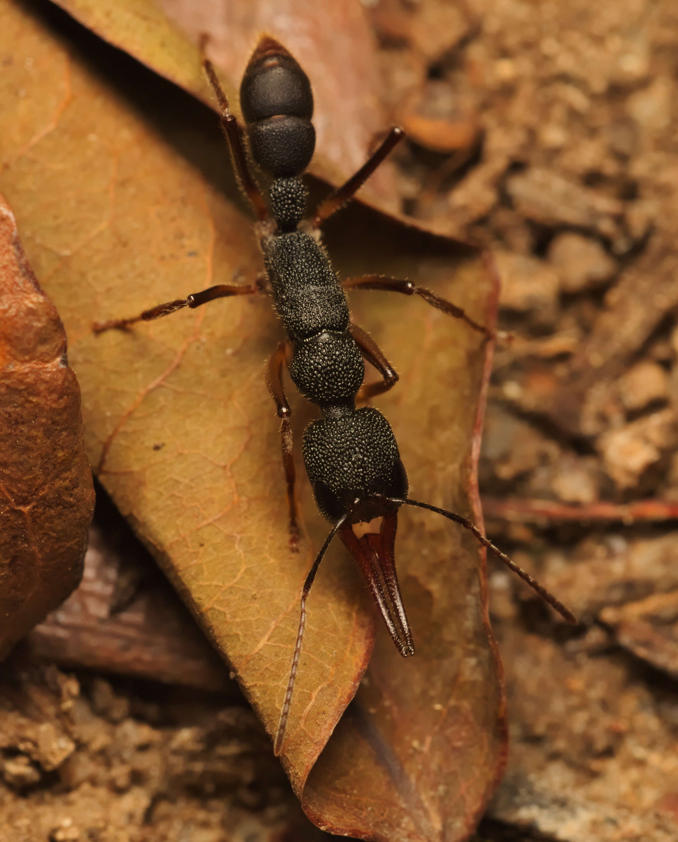 Image of Harpegnathos venator (Smith 1858)