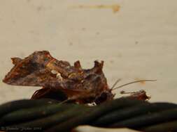 Image de Autographa precationis Guenée 1852