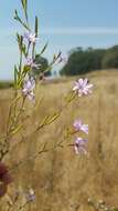 Image de Epilobium brachycarpum Presl