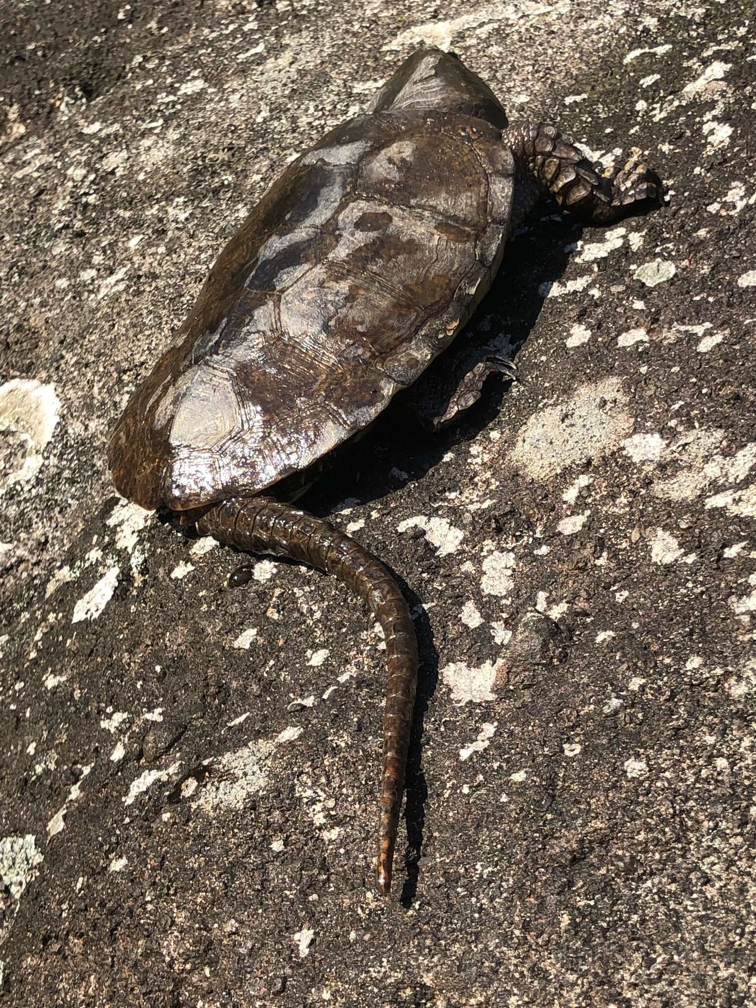 Image of Big-headed Turtle