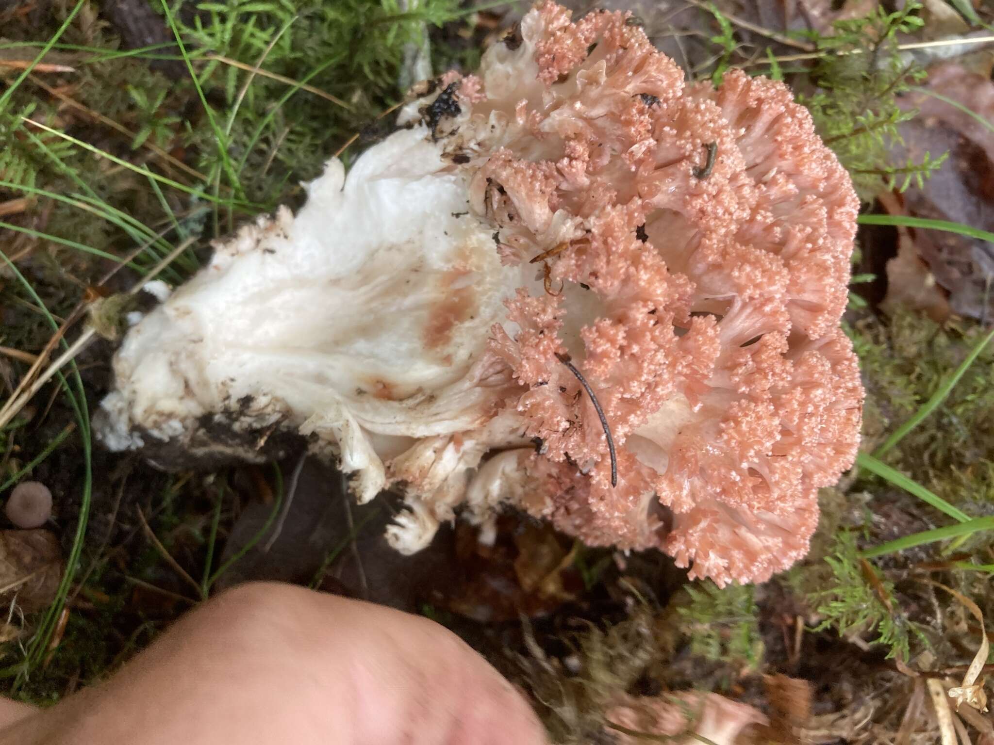 Image of Cauliflower coral