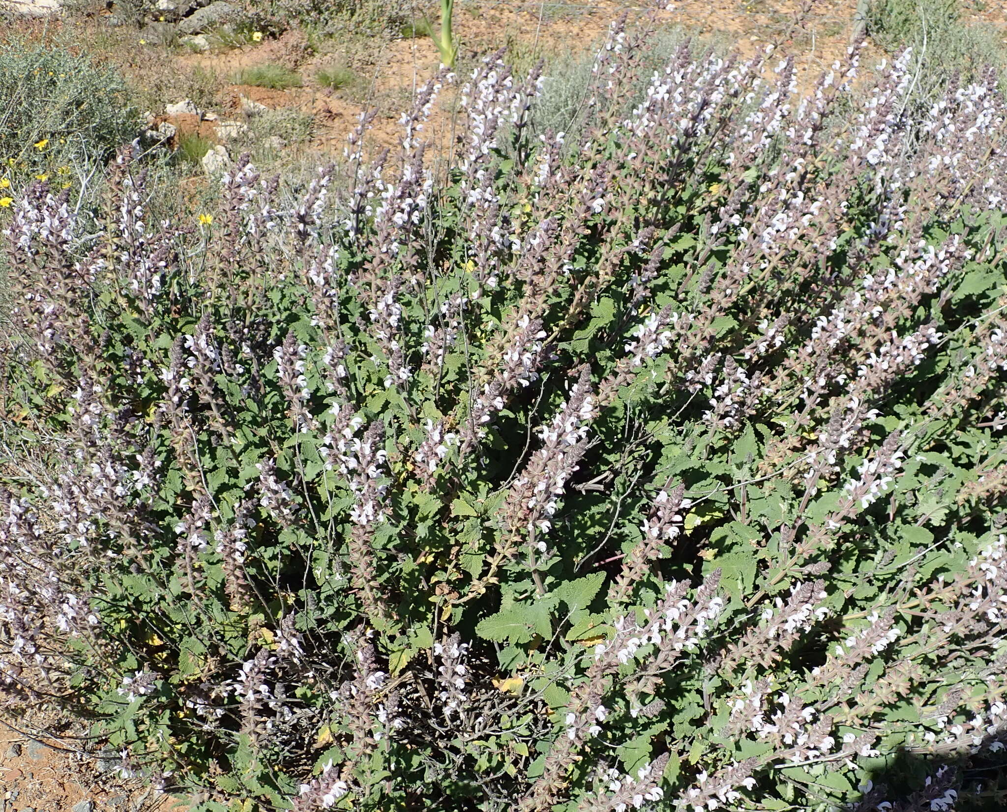 Image of Large blue sage