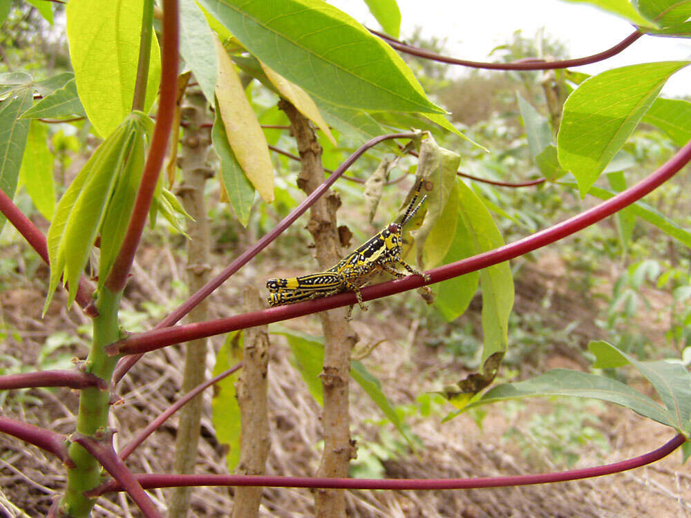 Image of cassava