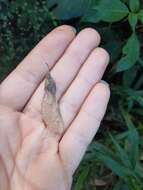 Image of Wand Jaboncillo