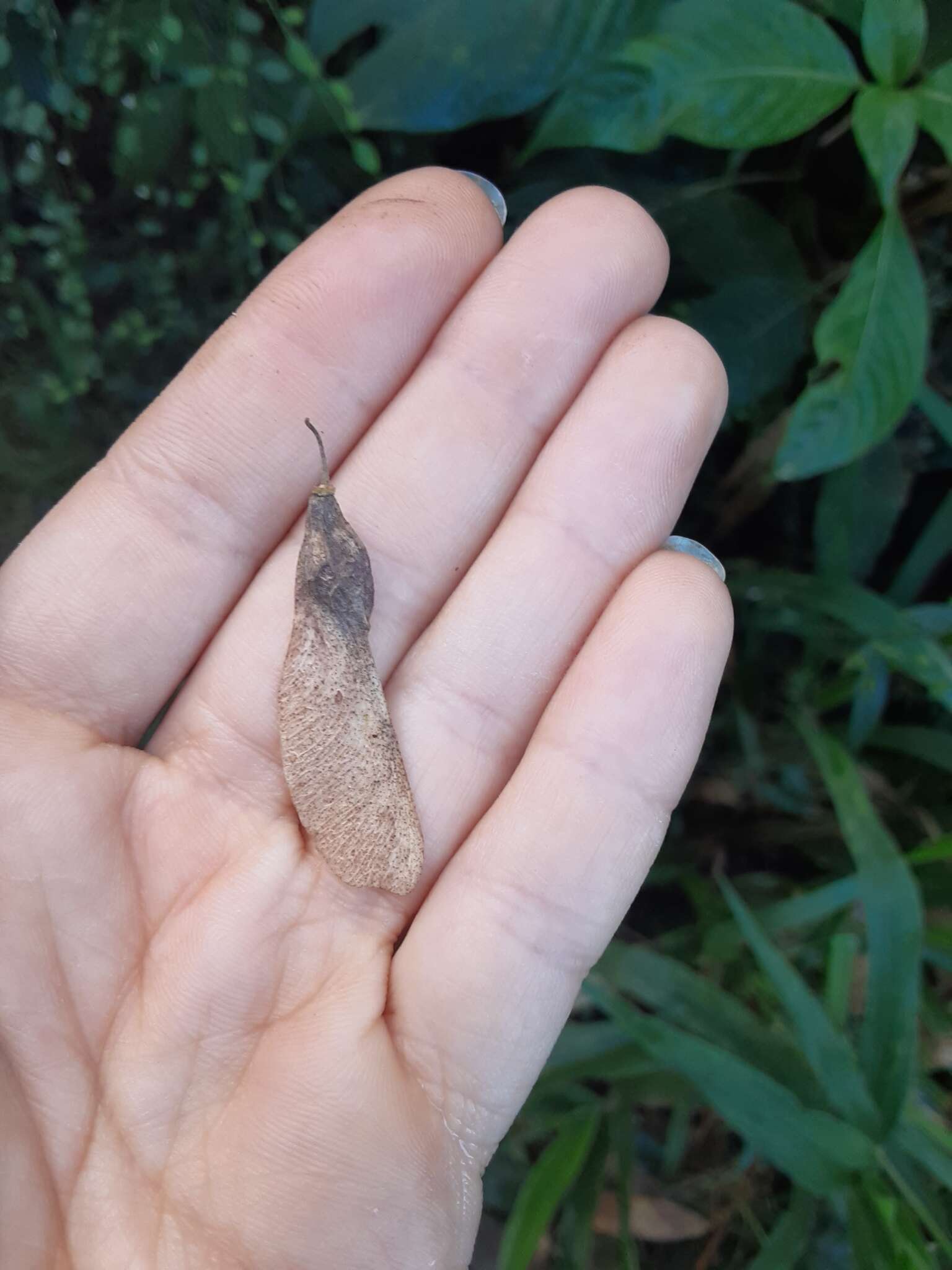 Image of Wand Jaboncillo