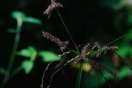 Image of Mutis' Flat Sedge