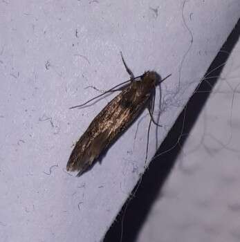 Image of case-bearing clothes moth