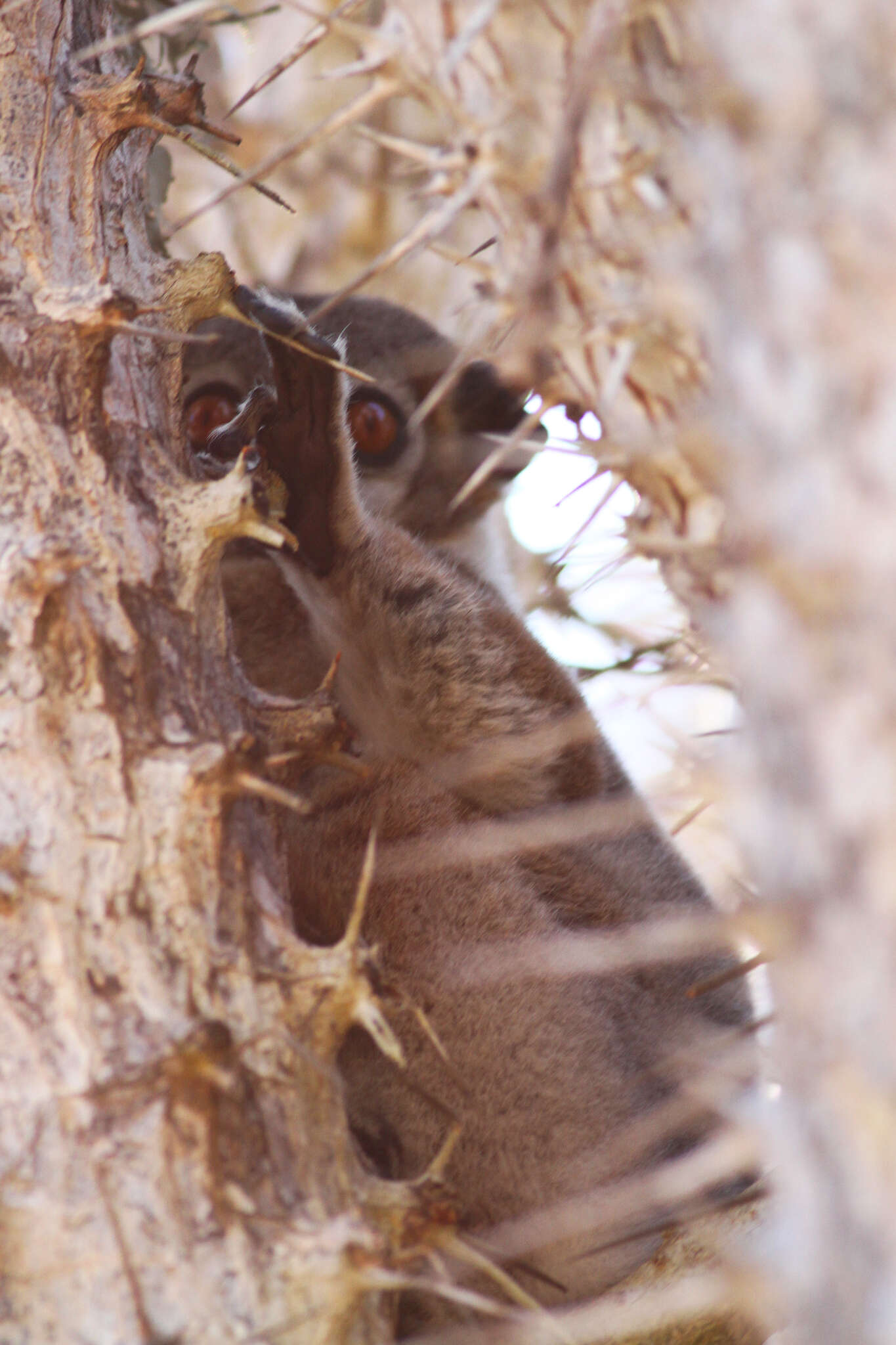 Sivun Lepilemur petteri Louis Jr., Engberg, Lei, Geng, Sommer, Randriamampionona, Randriamanana & Zaonarivelo et al. 2006 kuva