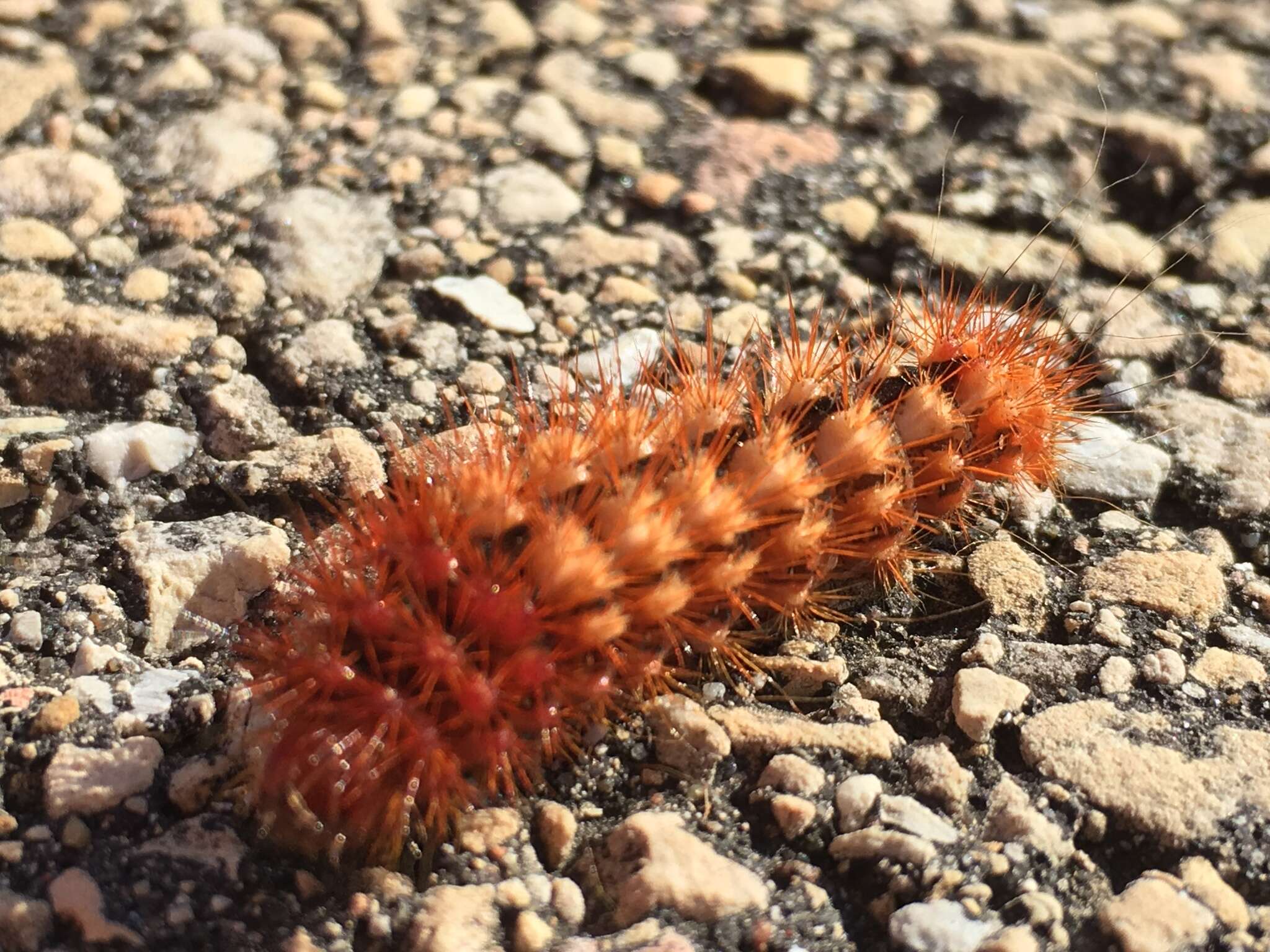 Image of Long-winged Dagger Moth