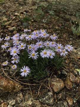 Image of early bluetop fleabane