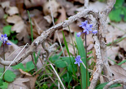 Image of Scilla bithynica Boiss.