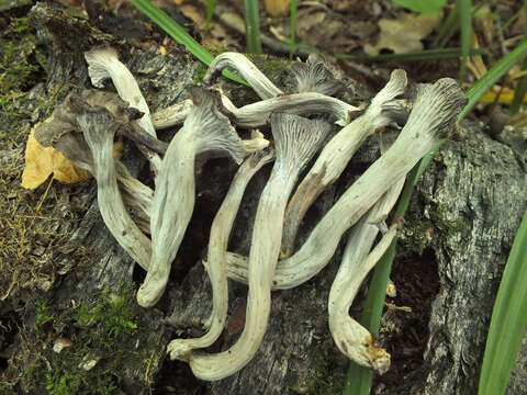 Image of Cantharellus cinereus (Pers.) Fr. 1821