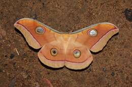 Image of Tasar Silk Moth