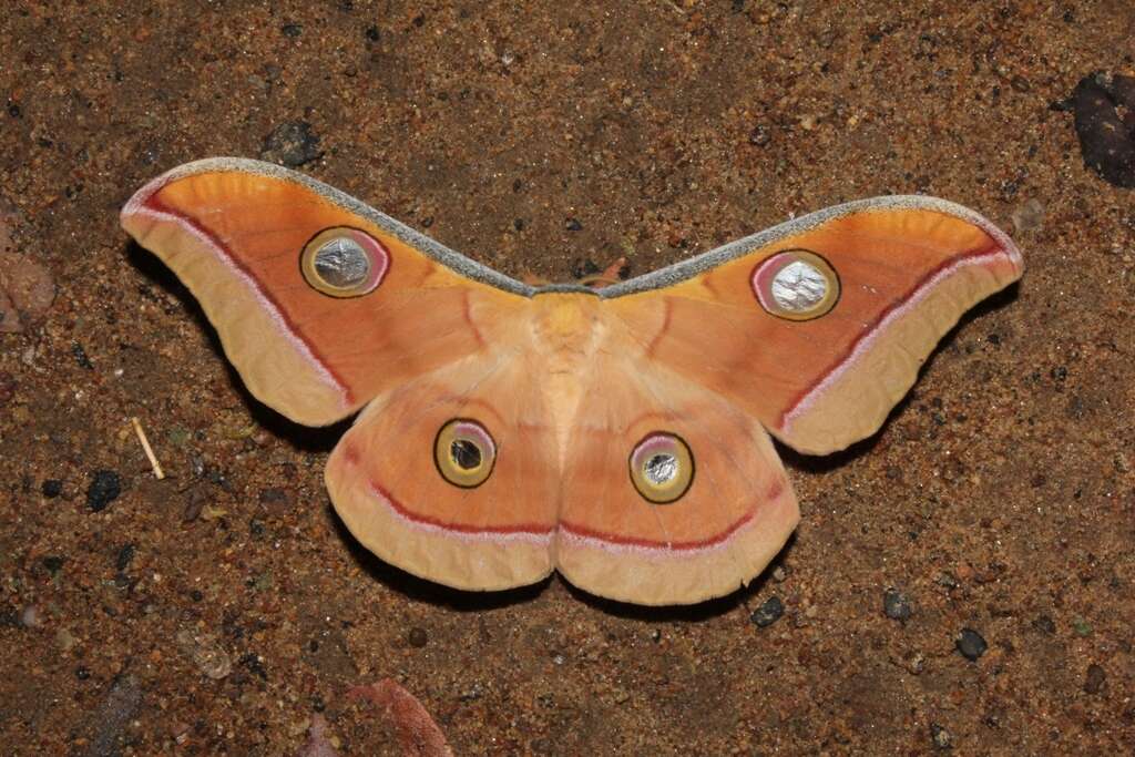 Image of Tasar Silkmoth