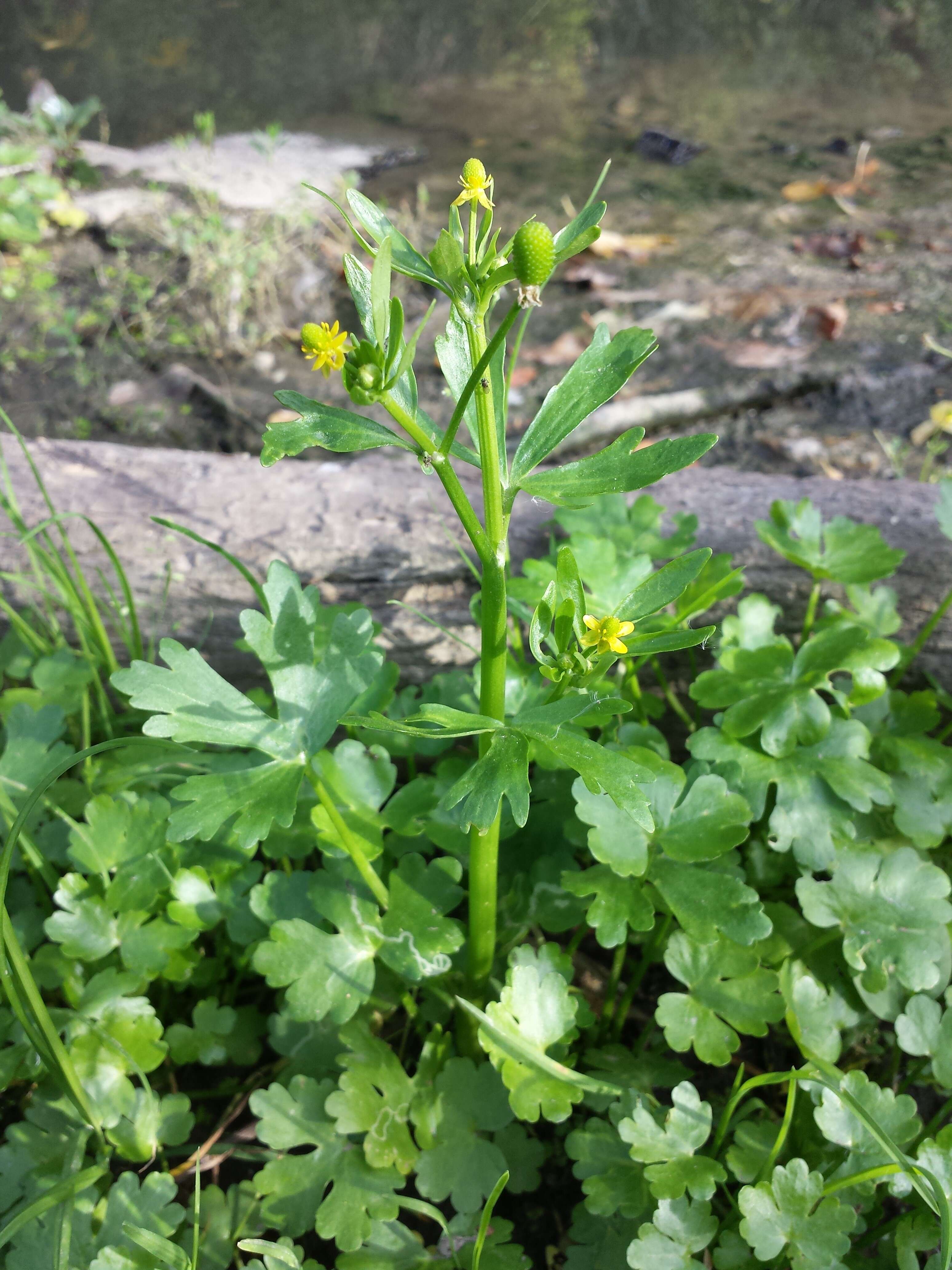 Image of cursed buttercup