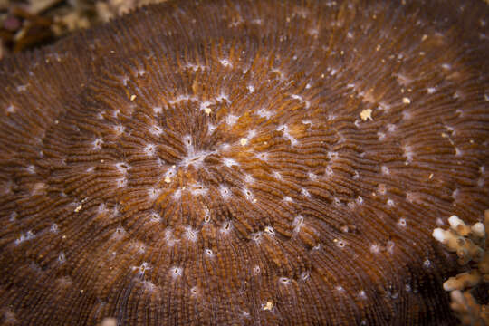 Image of dome coral