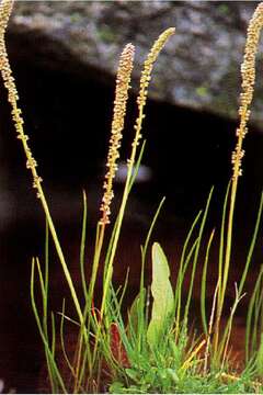 Image of Sea Arrowgrass