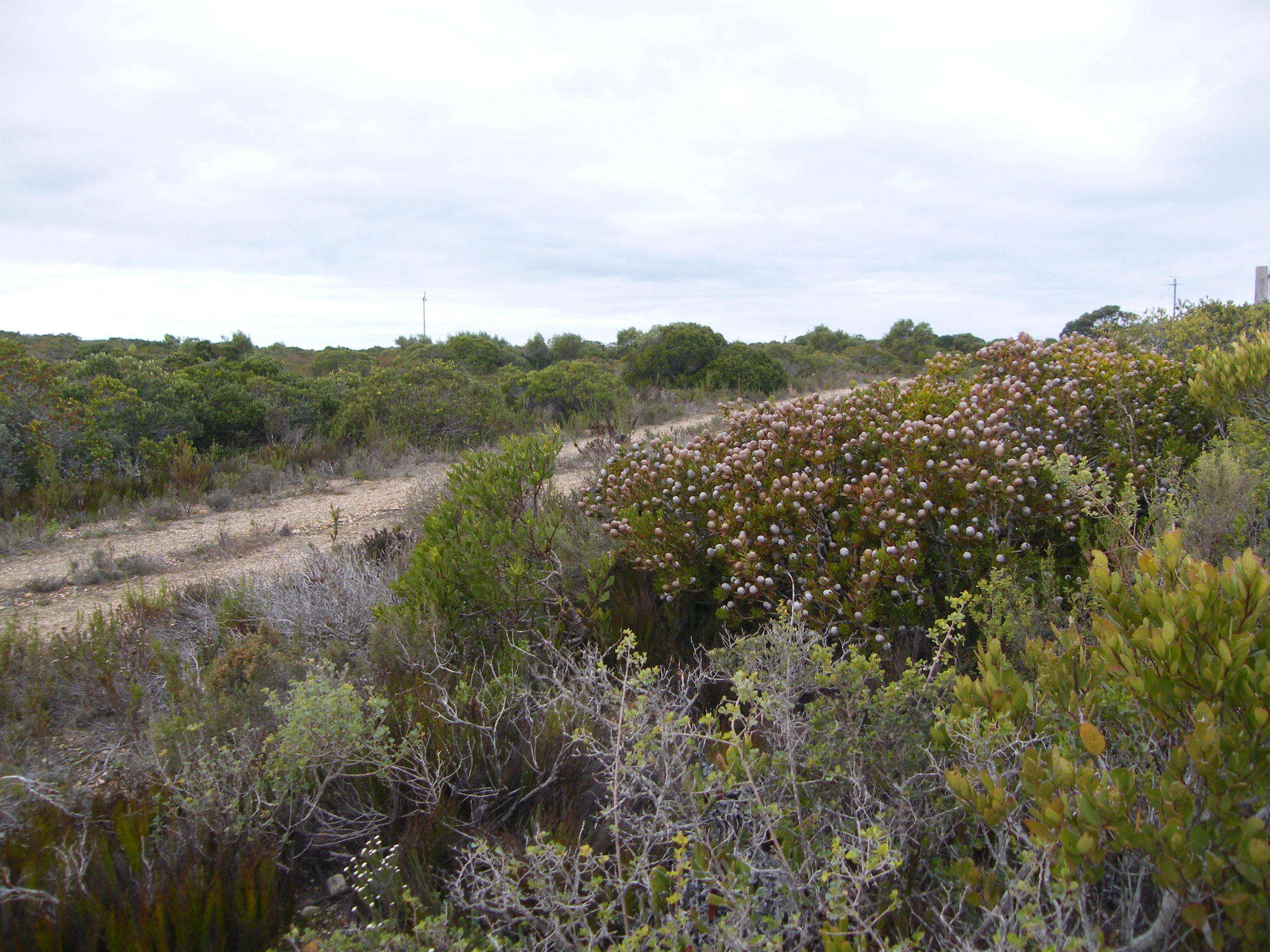 Imagem de Leucadendron muirii Phillips