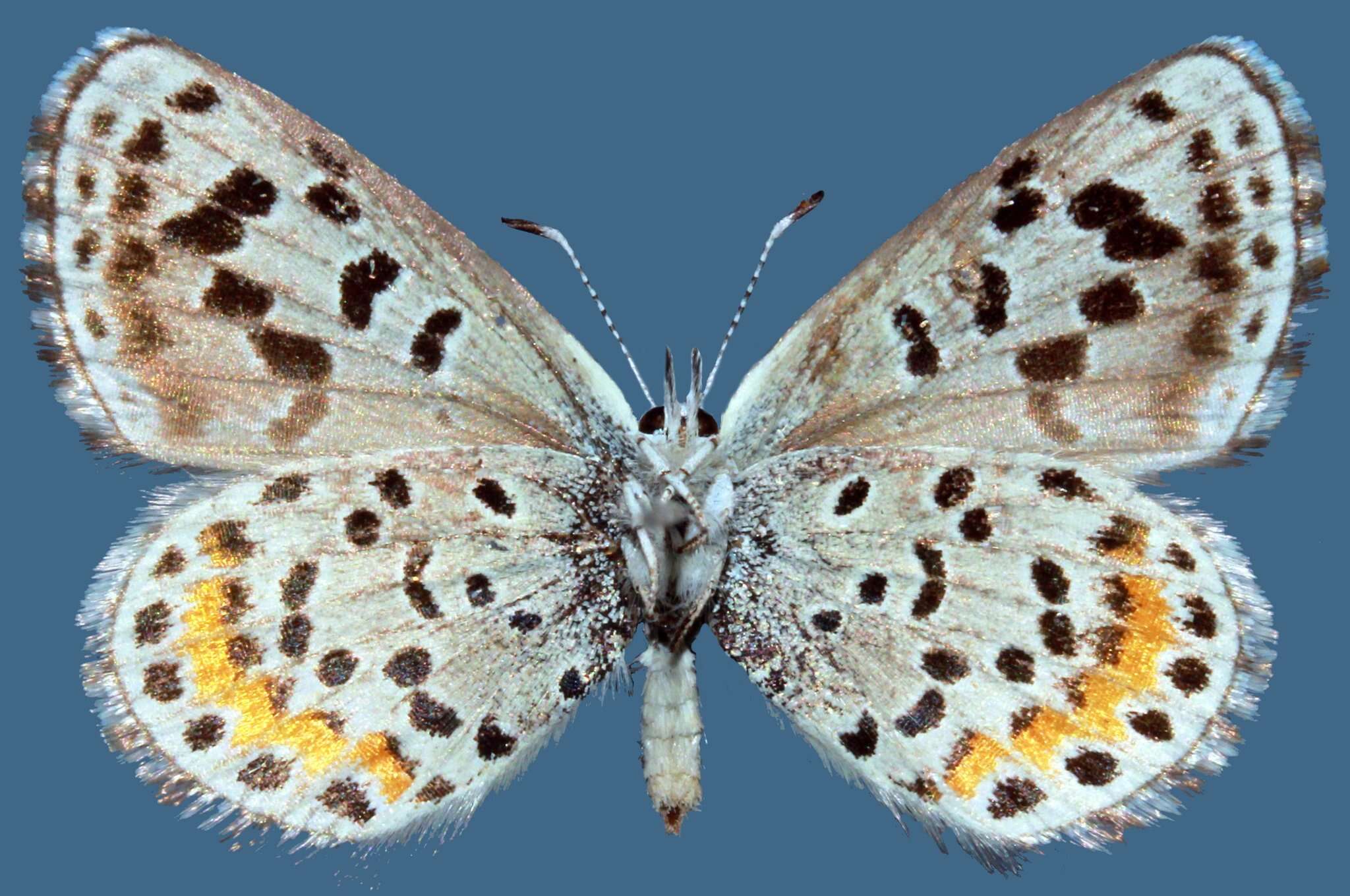 Image of <i>Euphilotes baueri</i>