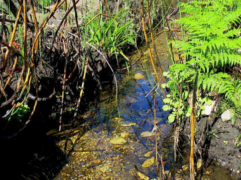 Image of Bracken